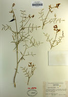 Imagem de Astragalus casei A. Gray
