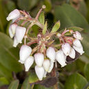 Plancia ëd Arctostaphylos morroensis Wiesl. & Schreiber