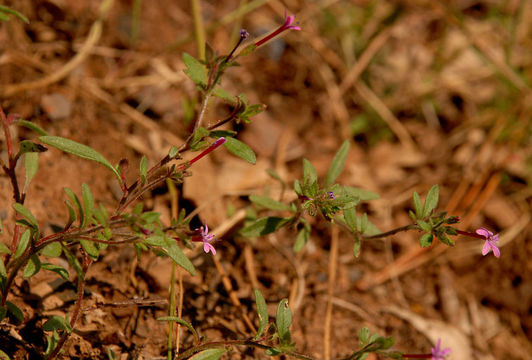 Plancia ëd Allophyllum divaricatum (Nutt.) A. D. & V. E. Grant