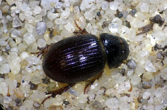 Image of Cresent Dune Scarab Beetle