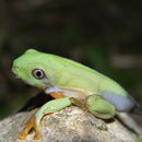 Image of Black-eyed Leaf Frog