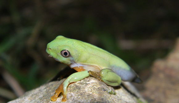 Image of Black-eyed Leaf Frog