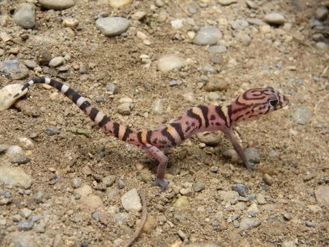 Image of Yucatan Banded Gecko