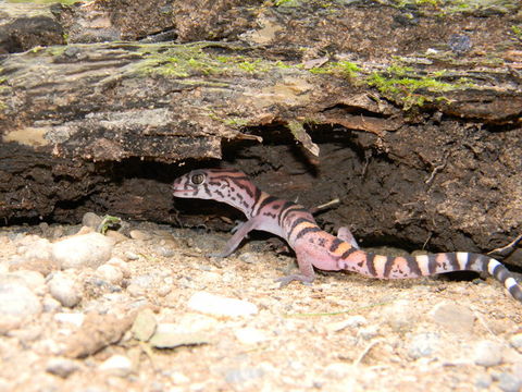 Image of Yucatan Banded Gecko