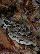 Boa constrictor Linnaeus 1758 resmi