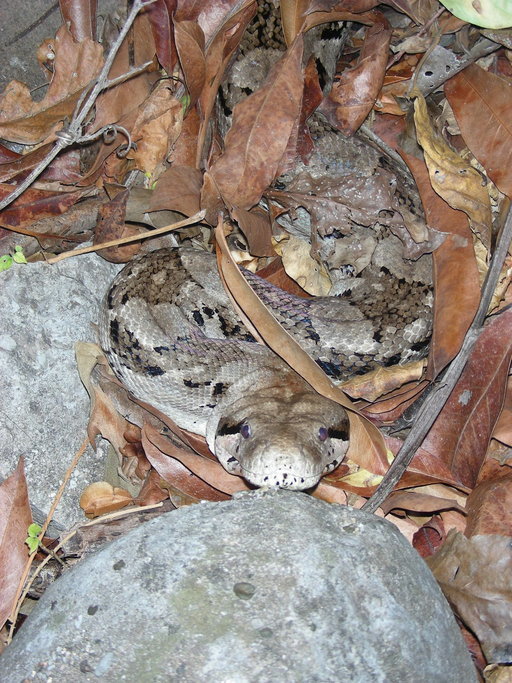 Boa constrictor Linnaeus 1758 resmi