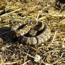 Crotalus oreganus oreganus Holbrook 1840 resmi