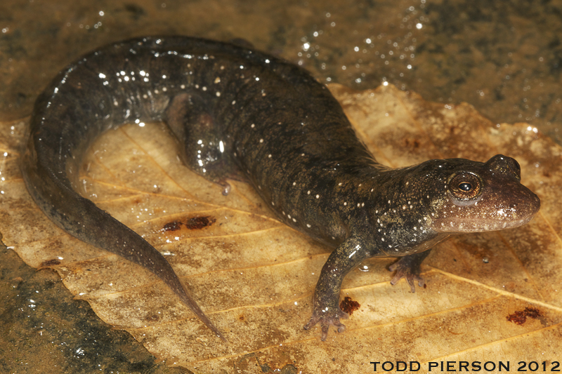 Image of Blackbelly Salamander