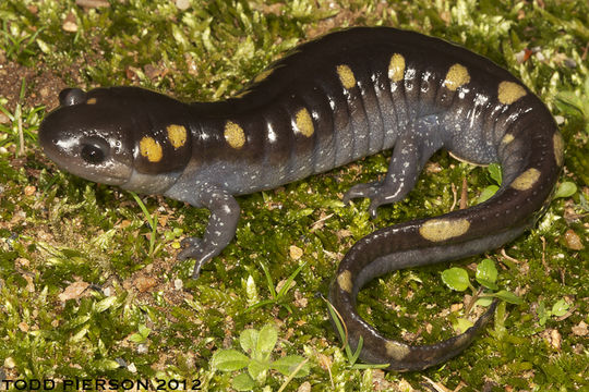 Image of Spotted Salamander