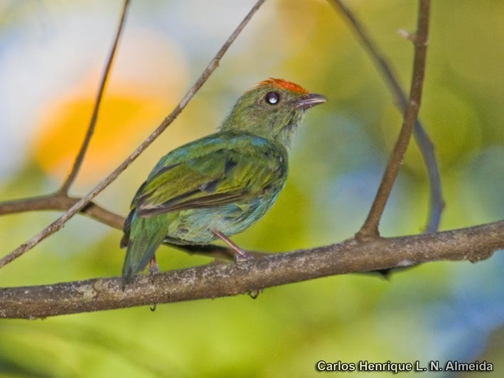 Image of Blue Manakin