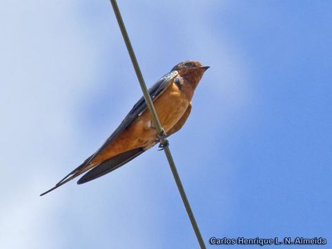 Image of Barn Swallow