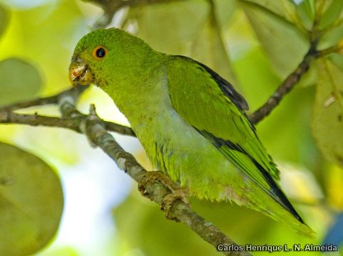 Image of Black-eared Parrotlet