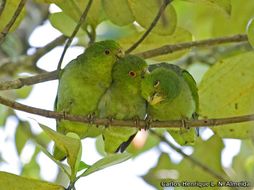 Touit melanonotus (Wied-Neuwied 1820) resmi