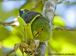 Touit melanonotus (Wied-Neuwied 1820) resmi