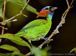 Tangara cyanocephala (Müller & Pls 1776) resmi