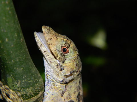 Sivun Anolis capito Peters 1863 kuva