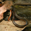 Image of black-striped snakes