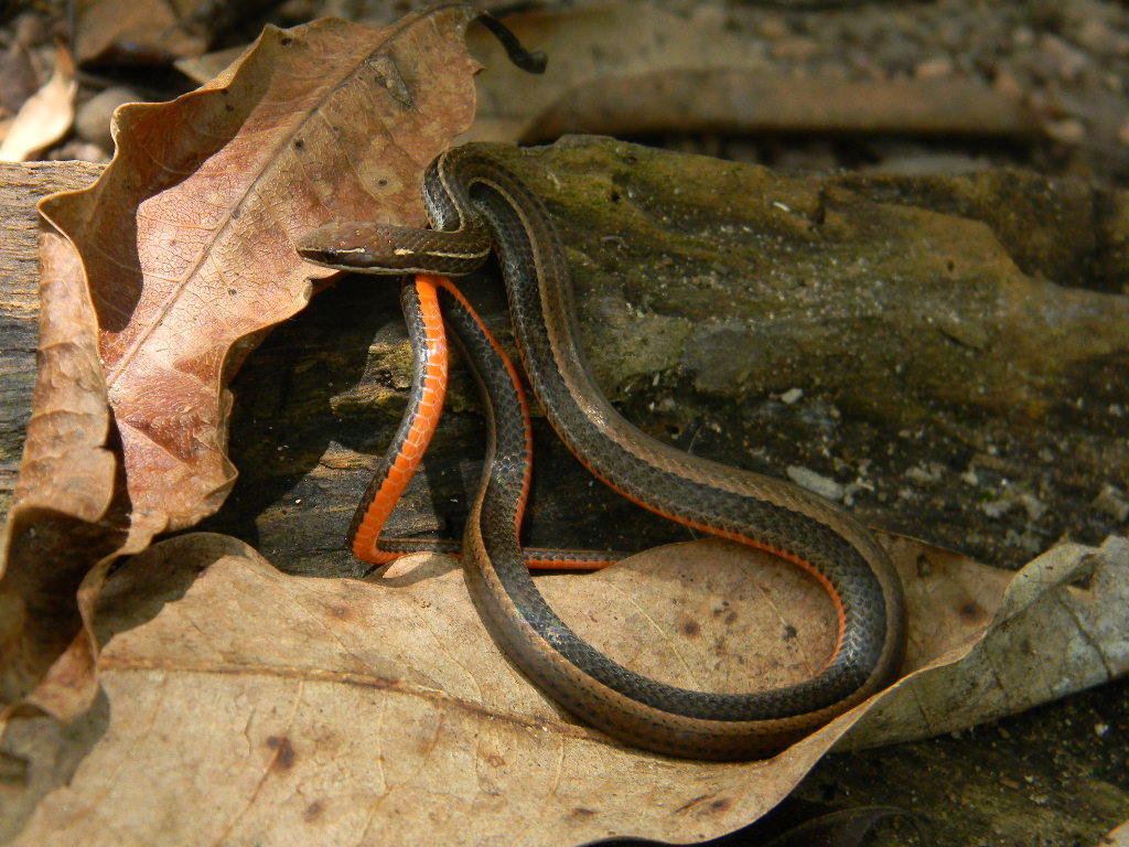 Image of Black-striped Snake