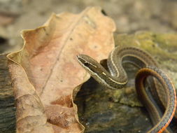 Image of Black-striped Snake