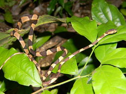 Image of Blunthead Tree Snake