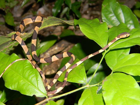 Image of Blunthead Tree Snake