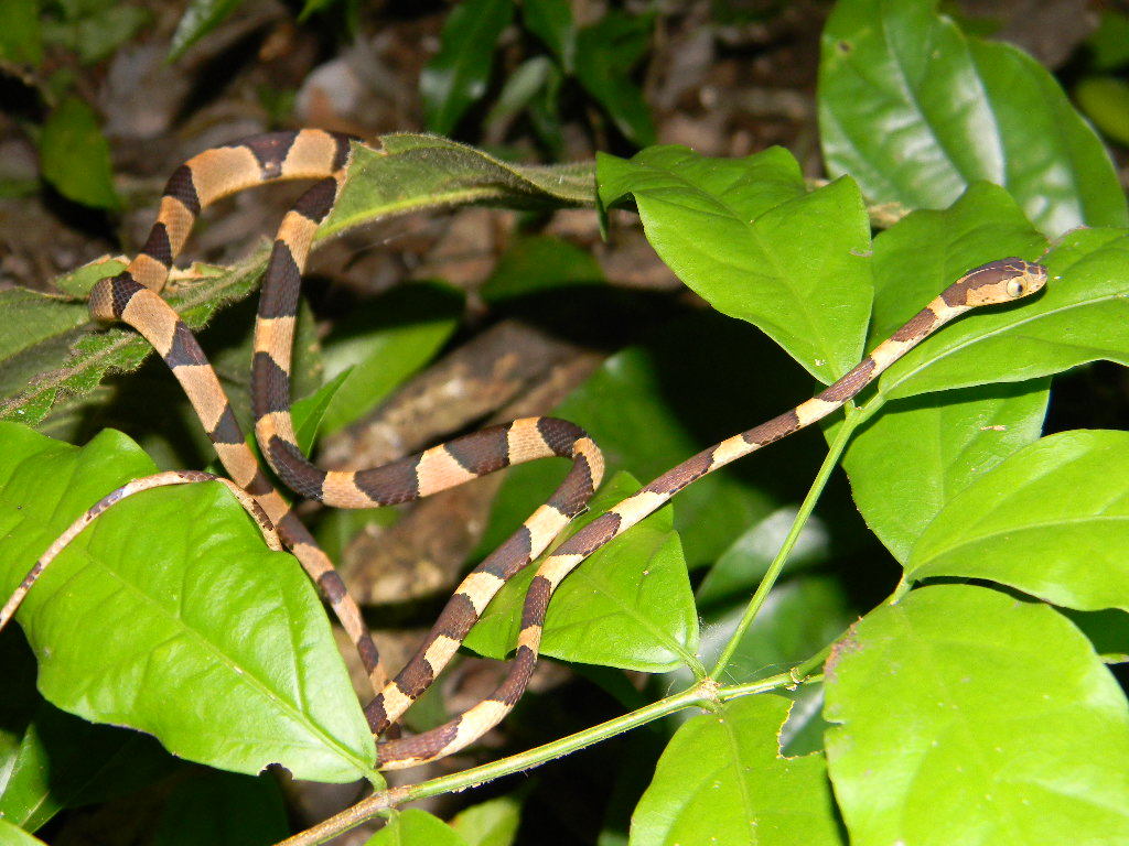 Imantodes cenchoa (Linnaeus 1758) resmi