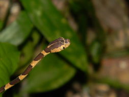Image of Blunthead Tree Snake