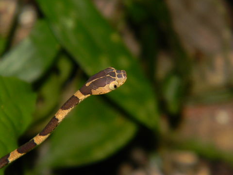 Image of Blunthead Tree Snake