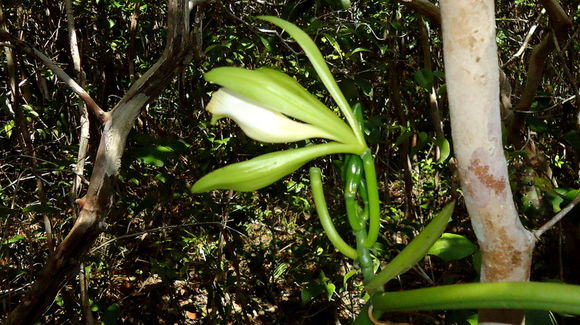 Image of Vanilla bahiana Hoehne