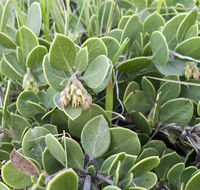 Image of <i>Arctostaphylos montana</i> ssp. <i>ravenii</i>