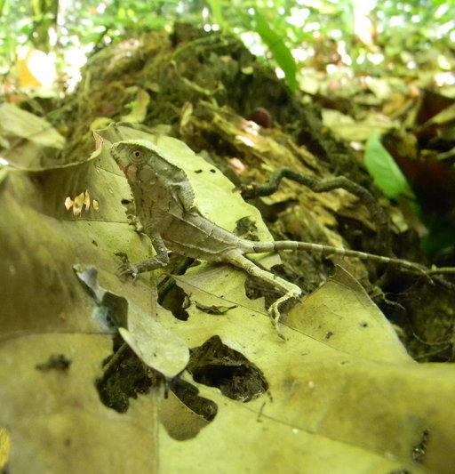 Image of Hernandez's helmeted iguana