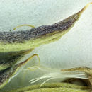 صورة Astragalus congdonii S. Wats.
