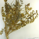 Imagem de Astragalus crotalariae (Benth.) A. Gray
