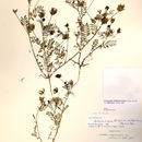 Imagem de Astragalus didymocarpus var. milesianus (Rydb.) Jeps.