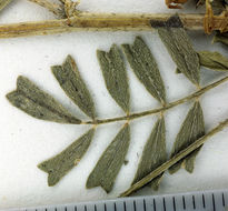 Imagem de Astragalus didymocarpus var. milesianus (Rydb.) Jeps.