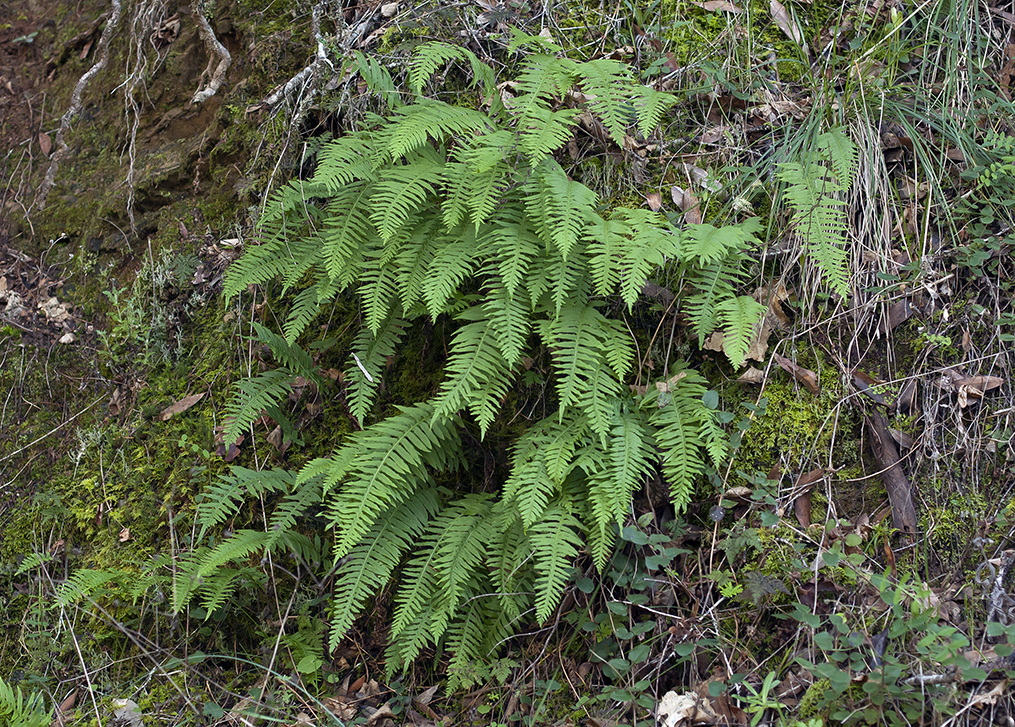 Image of licorice fern
