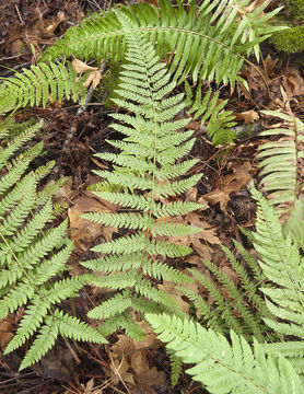 Image of Dudley's swordfern