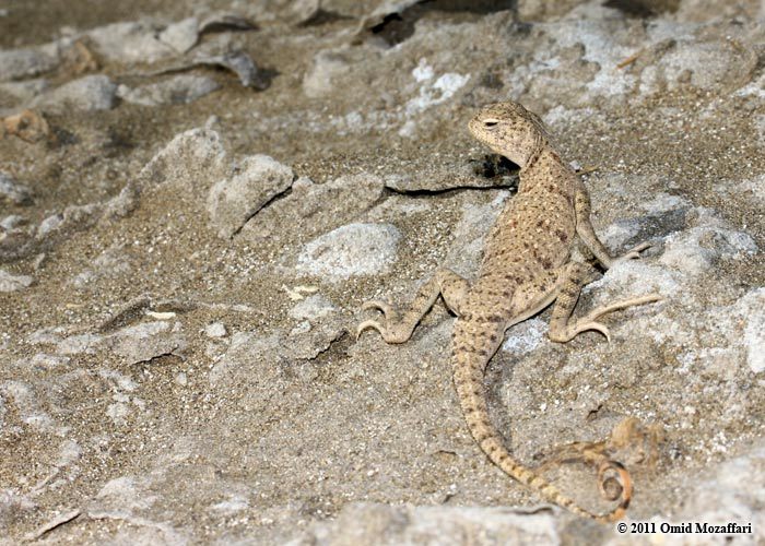 Image of Blacktail Toadhead  Agama