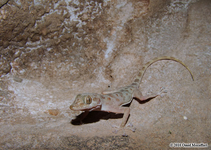 Image of Asaccus granularis Torki 2010