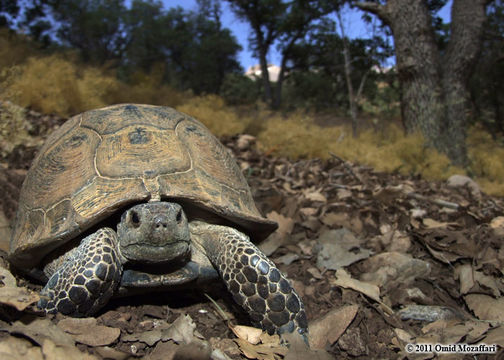 Image of Mediterranean Spur-thighed Tortoise