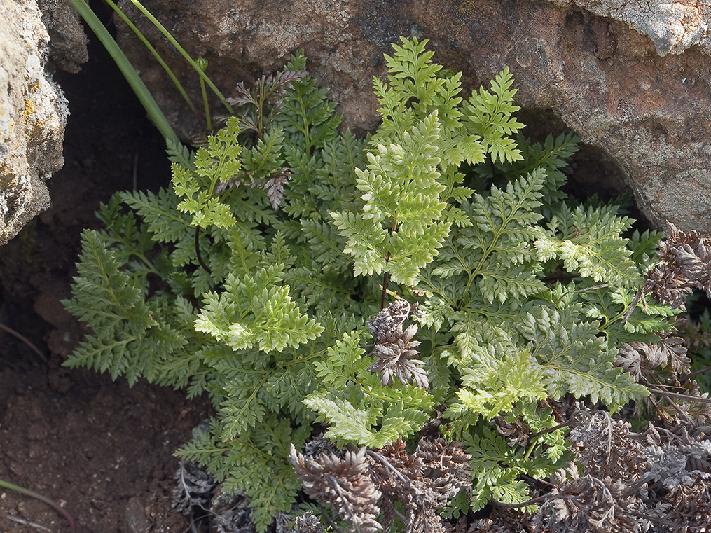 Image of tufted lacefern