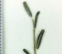 Image of basalt milkvetch