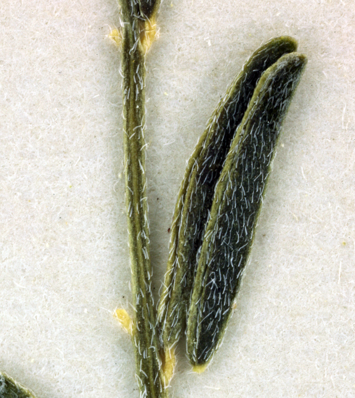 Image of basalt milkvetch