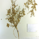 Image de Astragalus insularis var. harwoodii Munz & Mc Burney