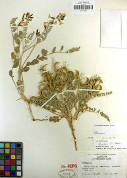 Image of widow's milkvetch