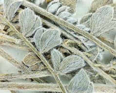 Image of widow's milkvetch