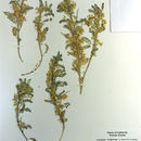 Image de Astragalus lentiformis A. Gray