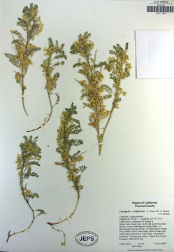 Image de Astragalus lentiformis A. Gray