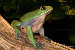 Image of blue-sided leaf frog