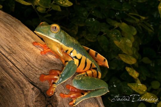 Image de Cruziohyla calcarifer (Boulenger 1902)